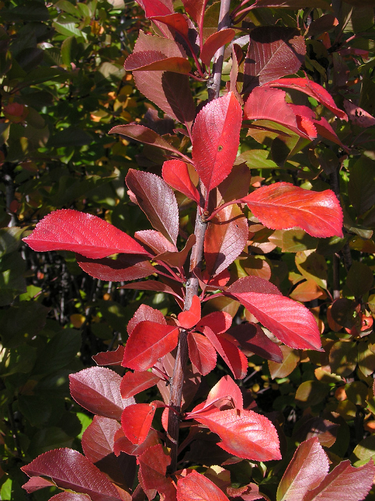 Image of Cerasus vulgaris specimen.