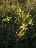 Senecio paucifolius. Верхушка побега с соцветиями. Саратовская обл., Татищевский р-н, солонцеватый луг в пойме реки Курдюм. 15 сентября 2012 г.