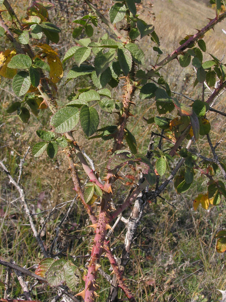 Image of Rosa rubiginosa specimen.