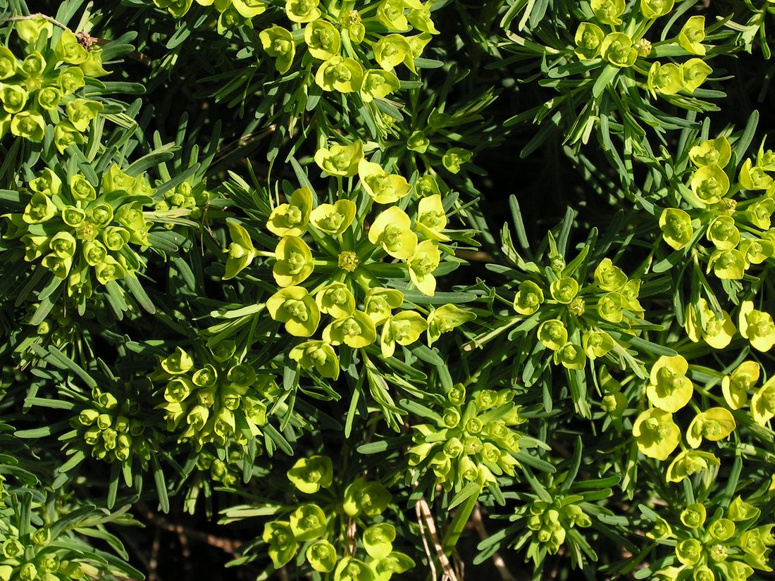 Изображение особи Euphorbia cyparissias.