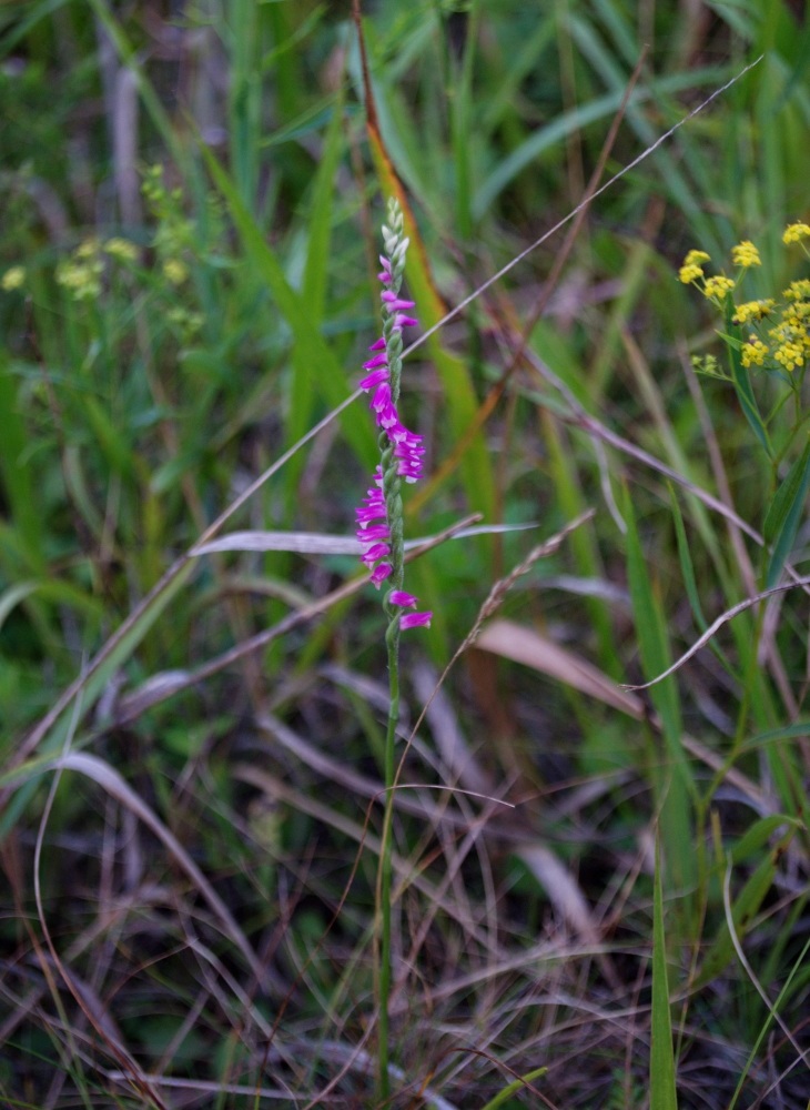 Image of Spiranthes australis specimen.