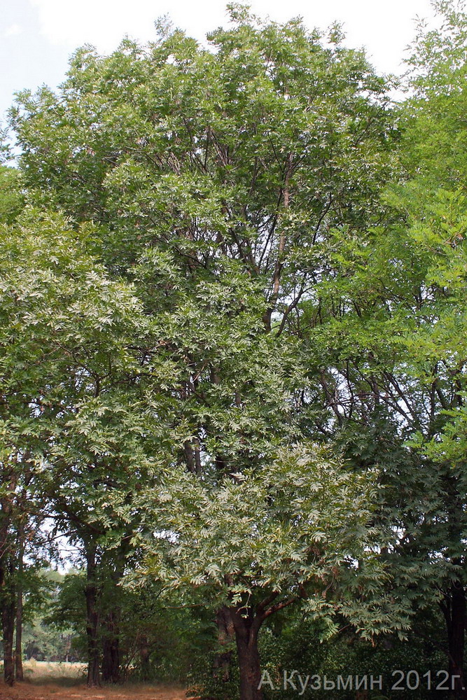 Image of Fraxinus excelsior specimen.