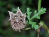 Hibiscus trionum. Плод. Узбекистан, г. Ташкент, пос. Улугбек. 08.08.2011.