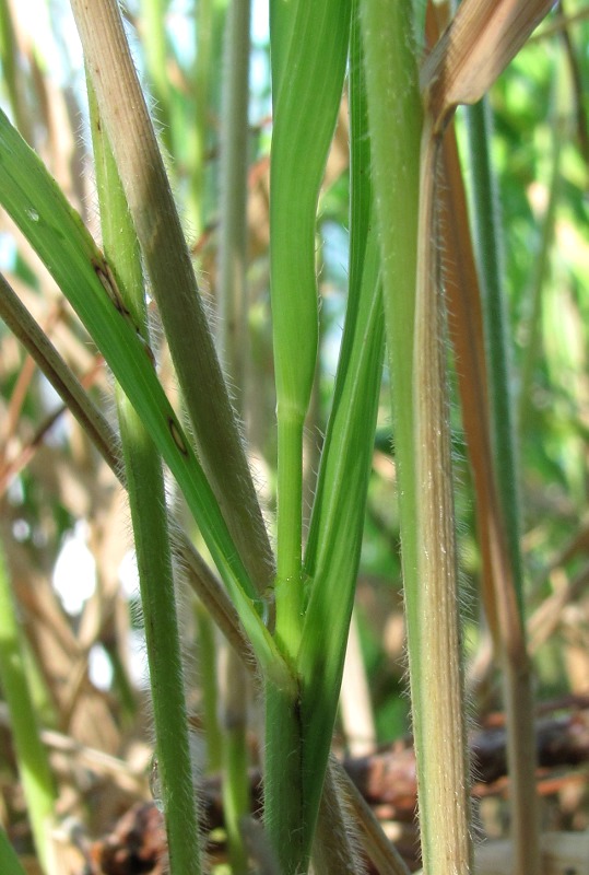 Image of Brachypodium sylvaticum specimen.