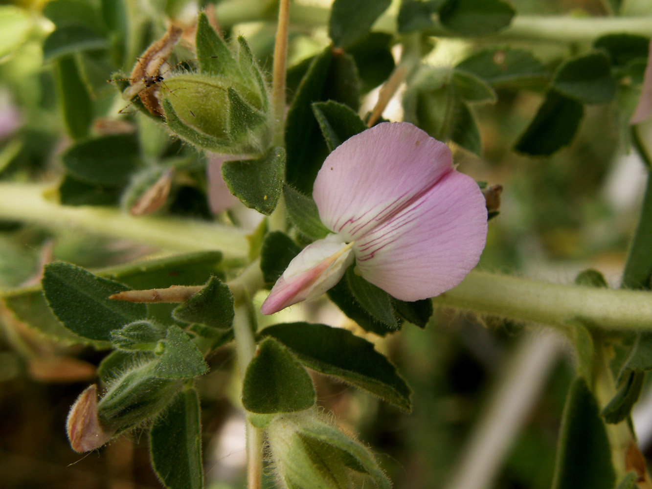 Изображение особи Ononis arvensis ssp. spinescens.