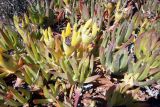 Carpobrotus edulis