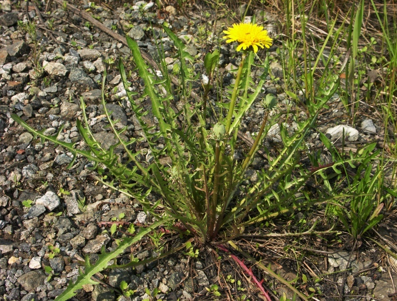 Изображение особи Taraxacum scariosum.