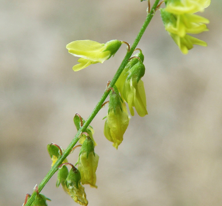 Image of Melilotus officinalis specimen.