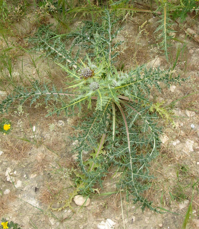 Image of Gundelia tournefortii specimen.