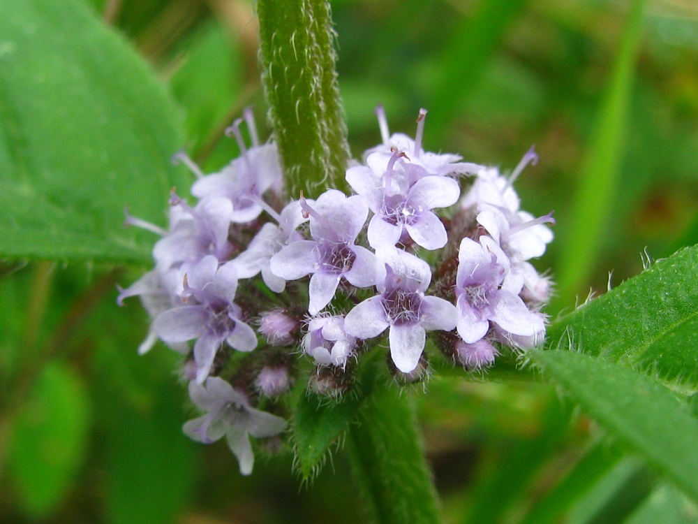 Image of Mentha arvensis specimen.