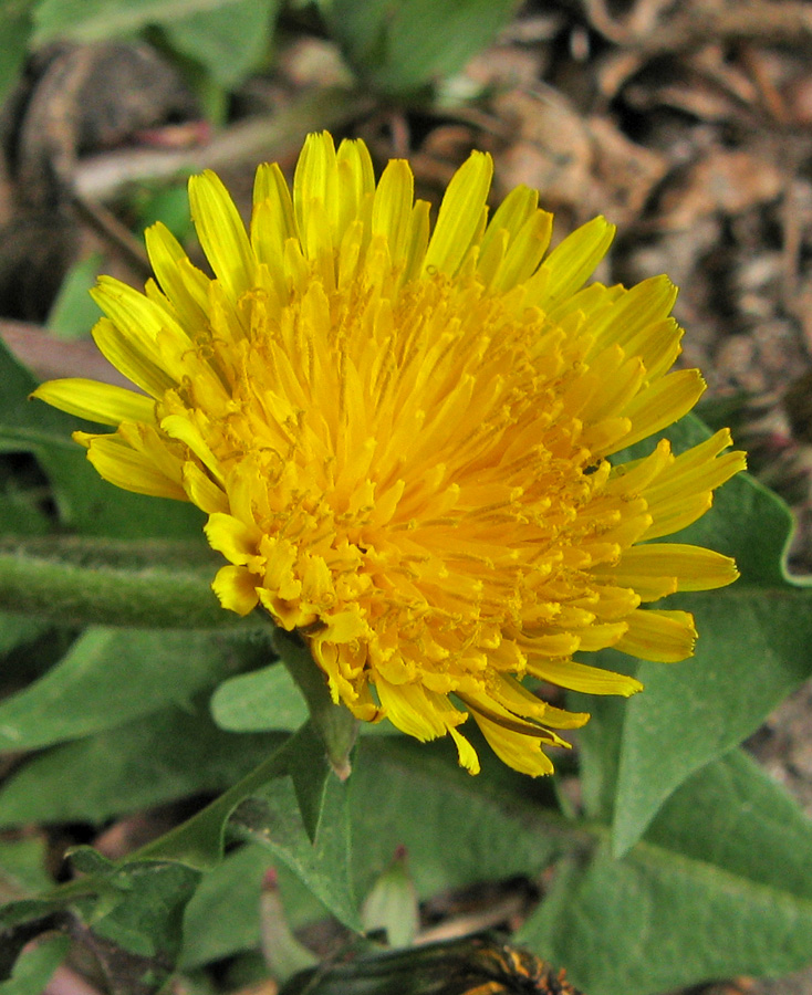 Image of genus Taraxacum specimen.