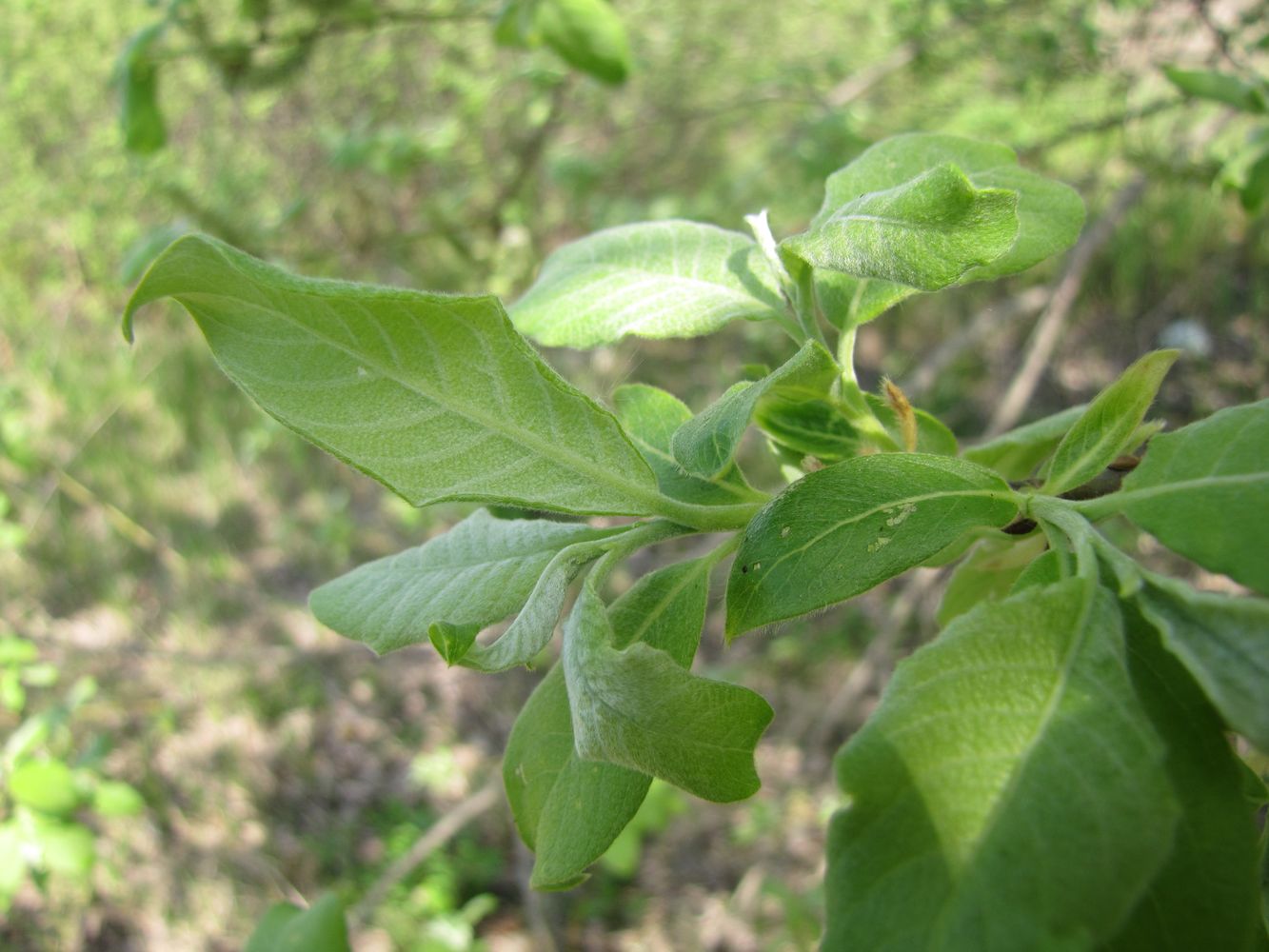 Image of Salix &times; reichardtii specimen.