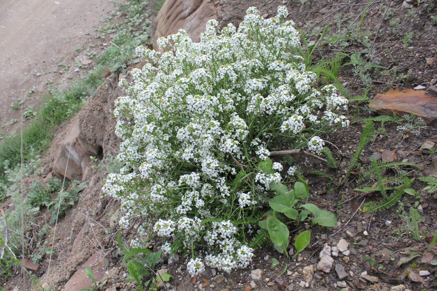 Image of genus Crambe specimen.