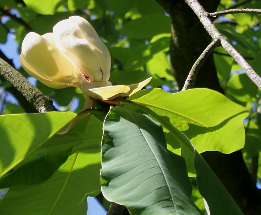 Image of Magnolia hypoleuca specimen.