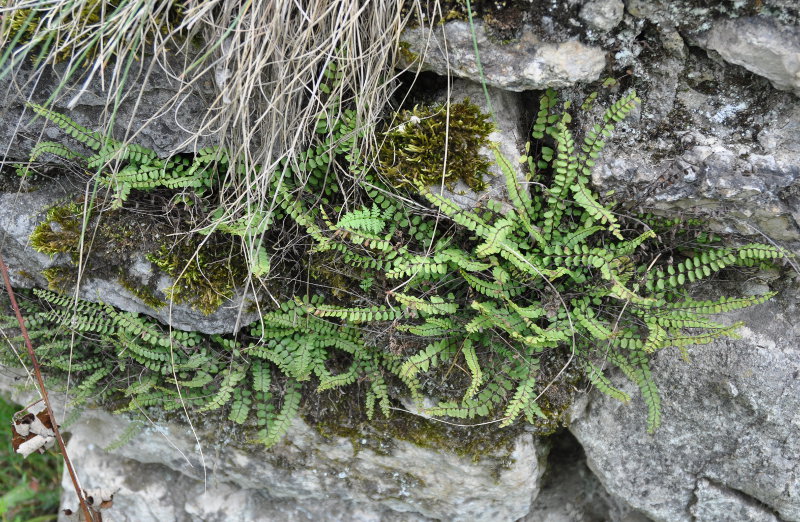 Image of Asplenium trichomanes specimen.