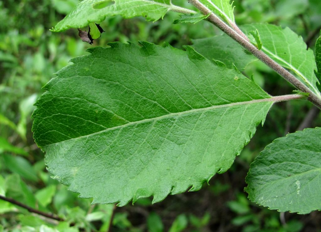 Image of Salix myrsinifolia specimen.