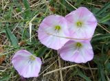 Convolvulus arvensis