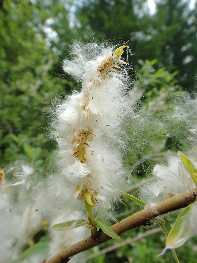 Image of genus Salix specimen.