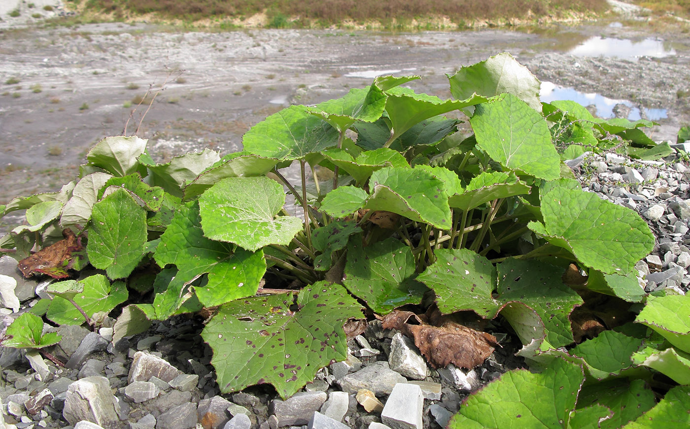 Image of Tussilago farfara specimen.