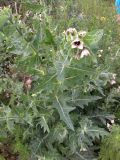 View full-size image Hyoscyamus niger