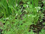 Corydalis capnoides. Цветущее растение. Иркутск, роща \"Звёздочка\". 12.06.2013.