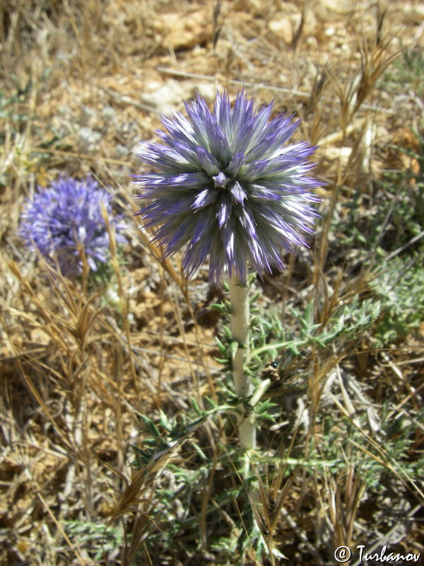 Image of Echinops ritro ssp. thracicus specimen.