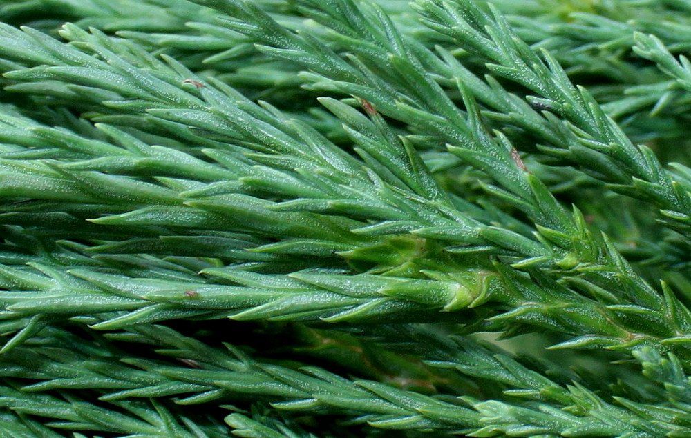 Изображение особи Sequoiadendron giganteum.