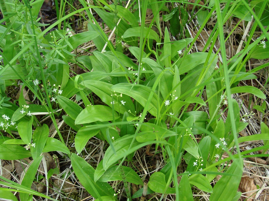 Image of Smilacina trifolia specimen.