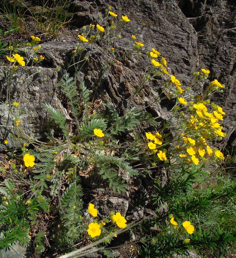 Image of Potentilla elegantissima specimen.