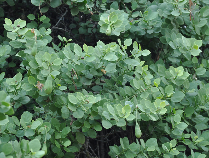 Изображение особи Capparis cartilaginea.