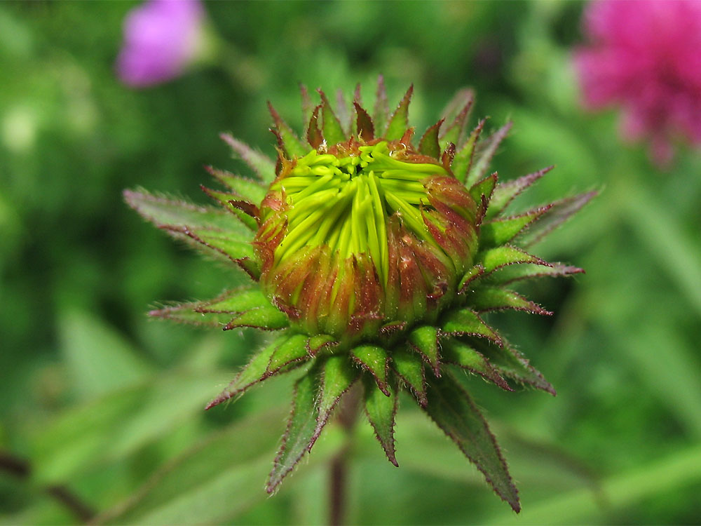 Image of Inula hirta specimen.