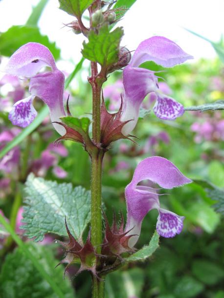 Image of Lamium maculatum specimen.