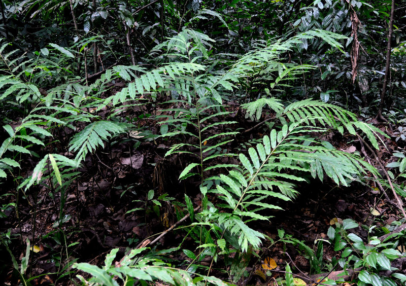 Image of Zingiber latifolium specimen.