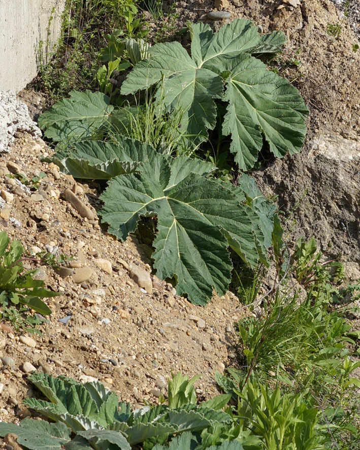 Image of genus Heracleum specimen.