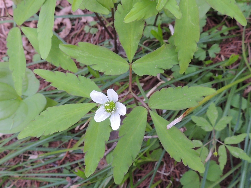 Изображение особи Anemone sciaphila.