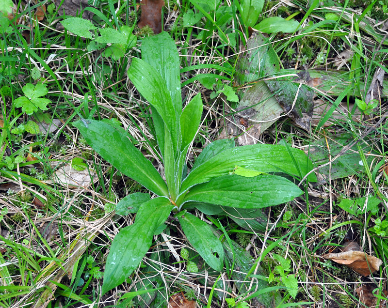 Image of genus Digitalis specimen.