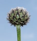 Centaurea scabiosa. Нераспустившееся соцветие. Германия, г. Дюссельдорф, Ботанический сад университета. 02.06.2014.