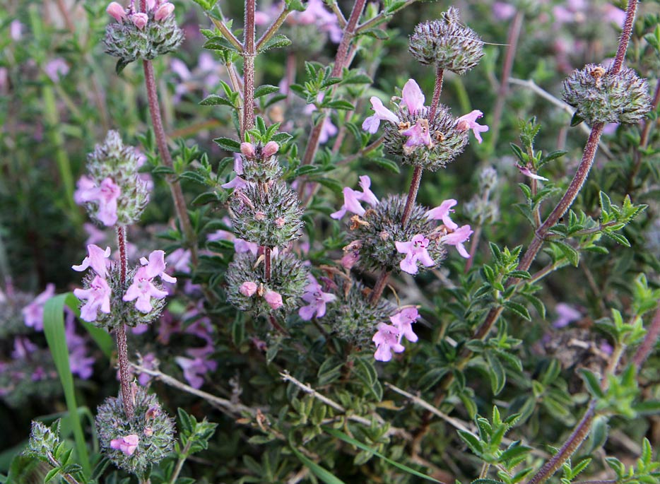 Изображение особи Thymus comptus.