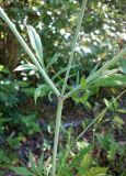Смотреть изображение Scabiosa praemontana