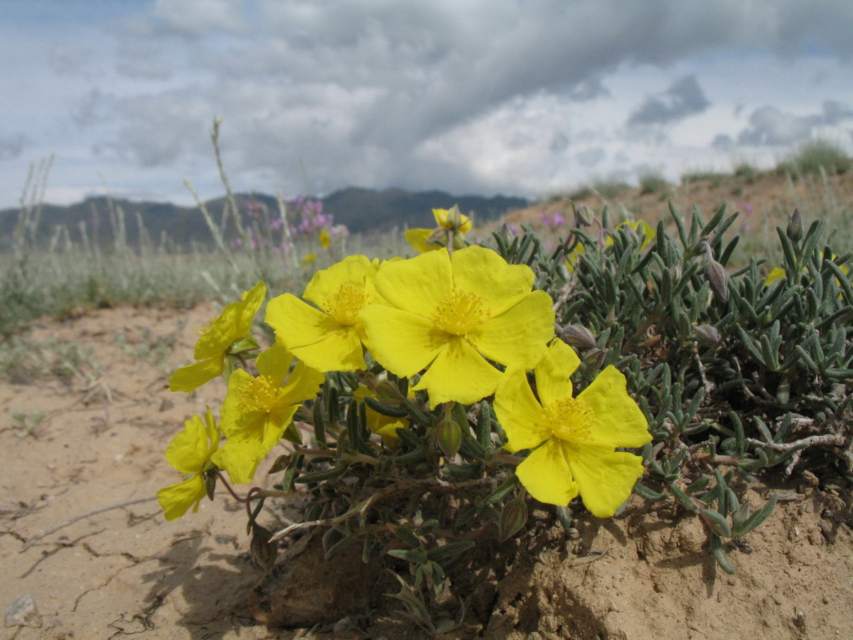 Image of Helianthemum songaricum specimen.