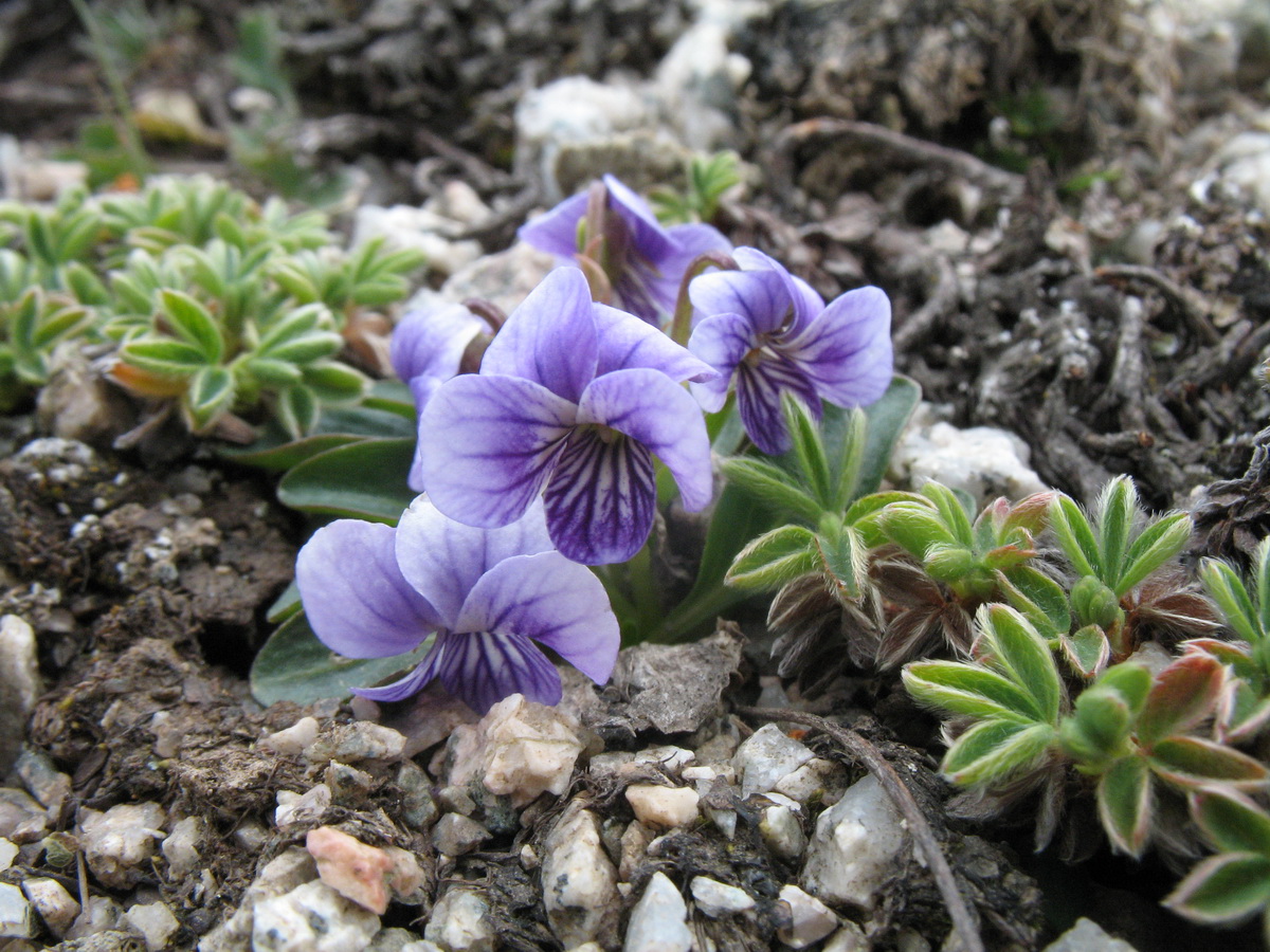 Image of Viola thianschanica specimen.