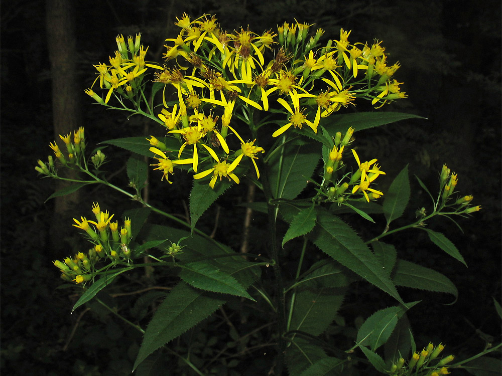 Image of Senecio ovatus specimen.