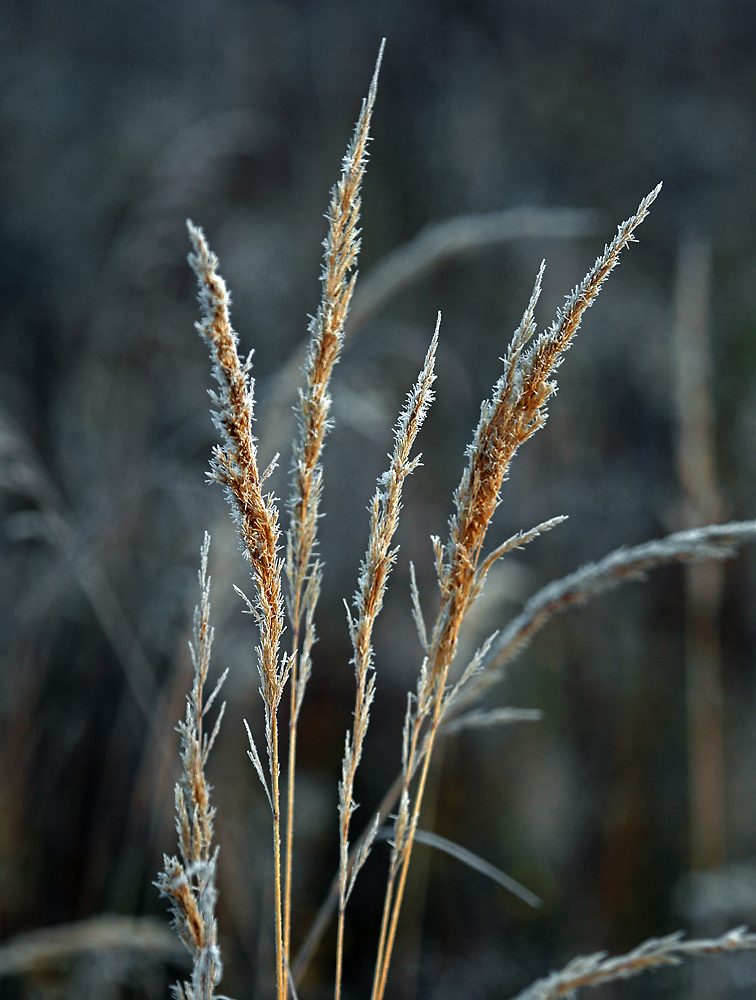 Image of Calamagrostis epigeios specimen.