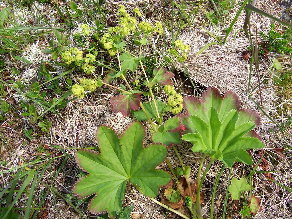 Изображение особи Alchemilla glomerulans.