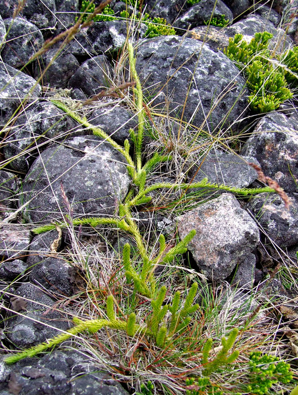 Image of Lycopodium lagopus specimen.