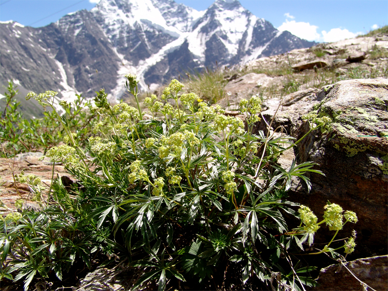 Image of Alchemilla sericea specimen.