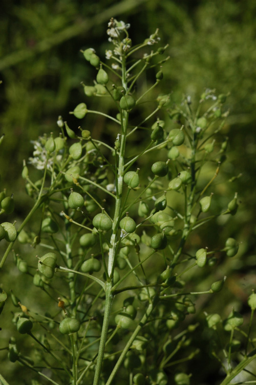 Image of Cardaria draba specimen.