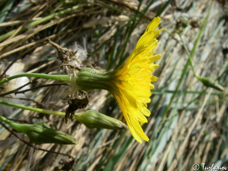 Image of Sonchus arvensis ssp. uliginosus specimen.