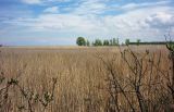 Phragmites australis. Аспект. Архангельская обл., Приморский р-н, о. Ягры. 29.05.2011.