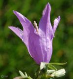 Campanula rapunculoides